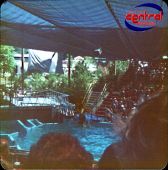 Filename : dolphinshow3.jpg
Filesize : 147KB
Dimensions : 520x525
Date added : Dec 12, 2004 dolphinshow3.jpg