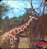 giraff.jpg